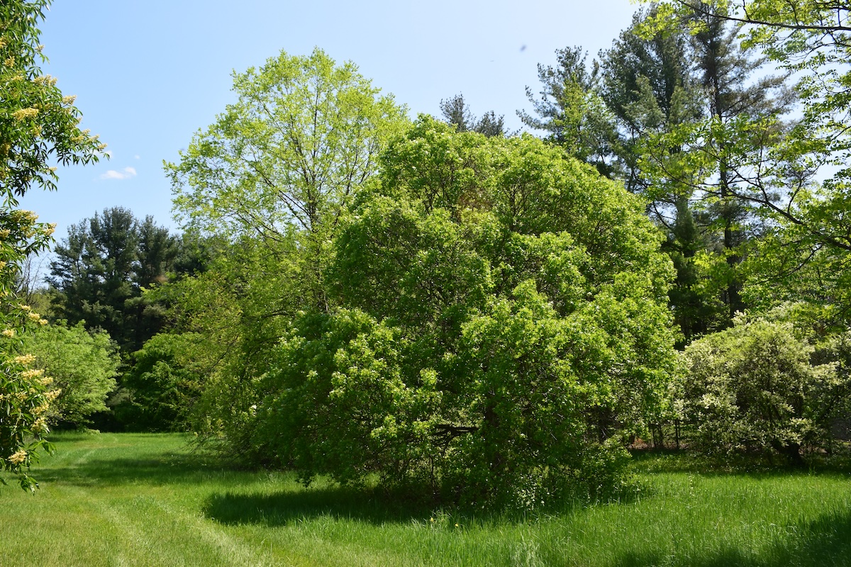 Photo 3. Acer truncatum 