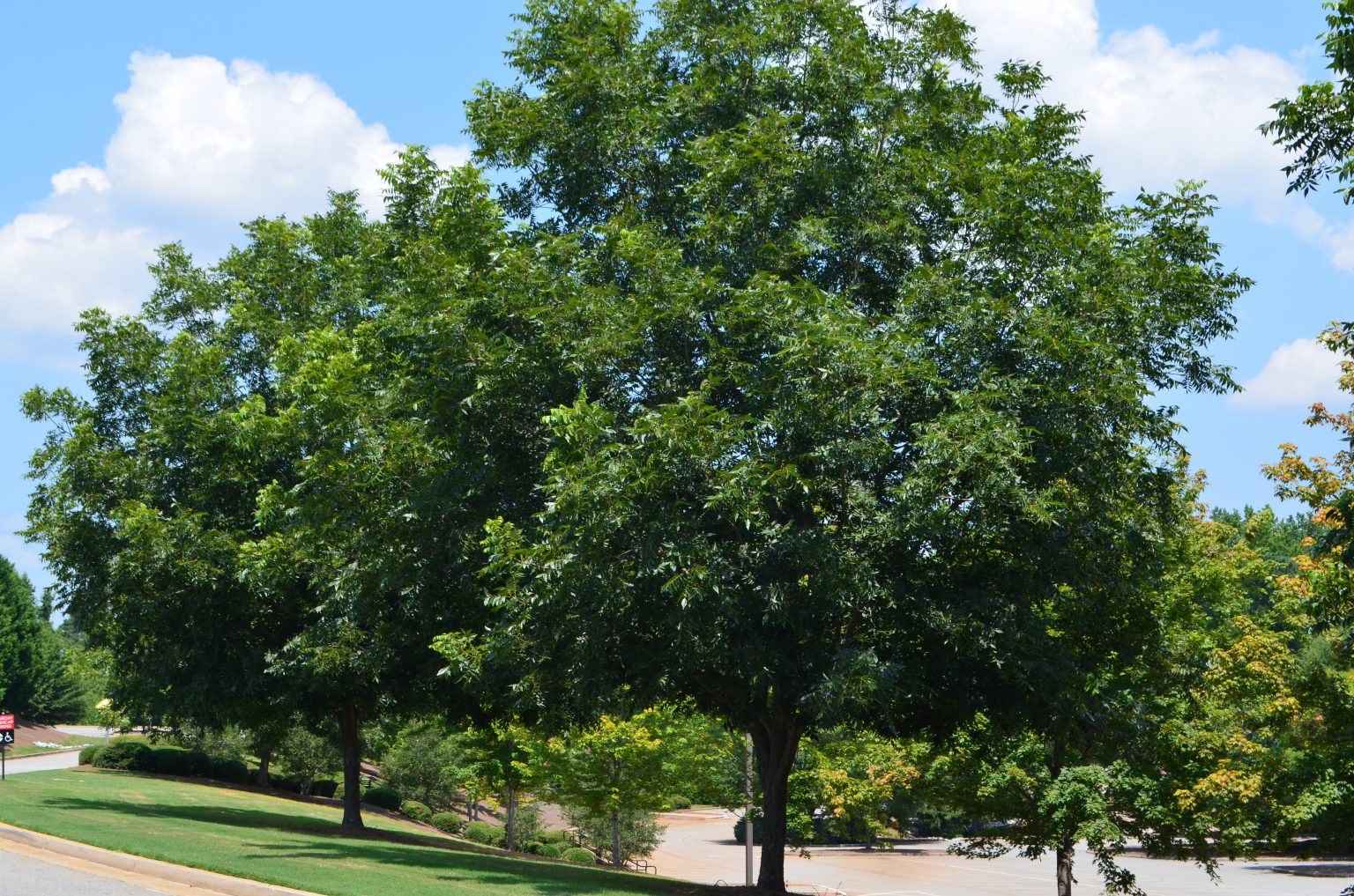 Carya: Hickory Species Native To Much Of The U.S. - HMI Advantage